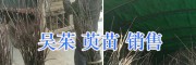 吳茱萸苗怎么種植？-麗江吳茱種植技術/15368086541