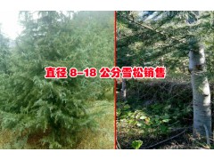 麗江18公分左右的雪松哪里賣(mài)?高達(dá)12米,胸徑80厘米山玉蘭圖3