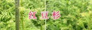 紅豆杉一個(gè)盆里種幾顆&紅豆杉母苗出售-15974964147