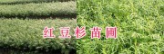 騰沖紅豆杉苗好嗎&如何區(qū)分紅豆杉公母_保山紅豆杉價格