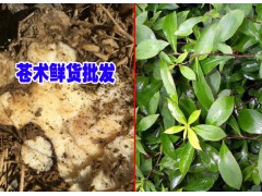 云南蒼術(shù)高度技術(shù)資料大全&蒼術(shù)價格是多少錢一斤？圖3