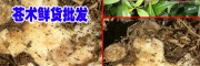 蒼術(shù)藥材利潤怎么樣?蒼術(shù)中藥材好種植嗎