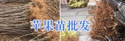 優(yōu)質(zhì)蘋果苗/昭通糖心蘋果樹/紅富士蘋果苗銷售