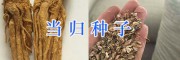 大理當(dāng)歸種植公司/當(dāng)歸種苗—振軒生物科技