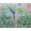 昭通青花椒苗-供應曲靖/楚雄青花椒苗_云南青花椒苗供應