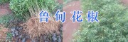 魯?shù)橥岭u/昭通青花椒&花椒苗銷售-13887058293