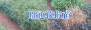 青花椒苗上市時(shí)間-云南魯?shù)榭h青花椒苗-花椒基地