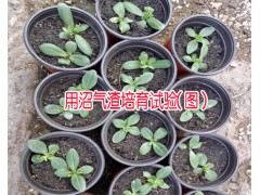 沼氣渣用途_沼氣渣栽培植物技術(shù)_個(gè)舊市農(nóng)業(yè)發(fā)展有限公司圖3