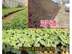 沼氣渣用來栽培種植好不好?+有質量技術檢測報告圖3