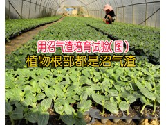 搞種植有機(jī)肥料哪個(gè)好_沼氣渣能促使作物根系生長(zhǎng)圖3