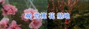 觀賞桃花價(jià)格/云南桃花盆景出售-大理桃花觀賞基地