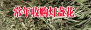 收購(gòu)燈盞花公司_燈盞花哪里有回收?