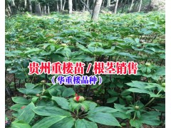 貴州重樓批發(fā)價(jià)格多少|(zhì)貴州重樓種植公司18216536586圖2