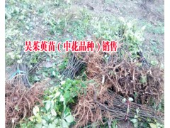 中花吳茱萸3年苗價格|吳茱萸價格多少一斤|黃精干貨多少錢一斤圖3