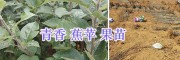 云南青香蕉蘋(píng)果苗-15125404188昭通華碩蘋(píng)果苗批發(fā)