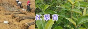 昭通昭陽(yáng)區(qū)紅梨苗、車?yán)遄用纾杭竟麡?shù)苗銷售