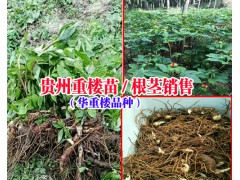 2018華重樓苗-重樓莖出售-貴州重樓種植銷售公司圖3