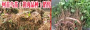 貴州哪里有何首烏苗？何首烏（黃肉品種）苗價格