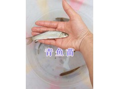 眉山水產(chǎn)魚苗-青波魚苗銷售&青魚苗批發(fā)—四川淡水魚苗圖2