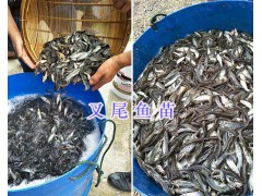 四川淡水魚苗：眉山叉尾魚苗/丁桂魚苗-中花胭脂魚圖2