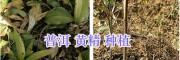 黃精用種子播種好嗎-滇黃精塊莖種植方式