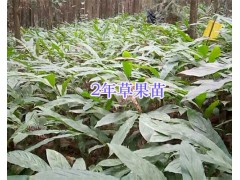 2018文山草果苗供應：1-3年生草果苗/草果種子銷售圖2