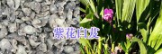 2018年紫花白芨供應(yīng)商—大理劍川潤(rùn)滇中藥材種植有限公司