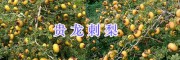 貴龍刺梨價(jià)格-/黔西南貴龍刺梨種植基地