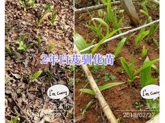 玉溪梁王茶苗出售、2年馴化白芨苗—玉溪藥材種苗供應(yīng)圖2