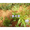 玉溪梁王茶苗出售、2年馴化白芨苗—玉溪藥材種苗供應