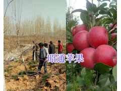 昭陽(yáng)區(qū)紅富士種植合作社-昭通紅富士苗品種_云南紅富士樹苗圖2