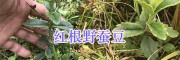 紅根野蠶豆苗價(jià)格#紅根野蠶豆種子生產(chǎn)-