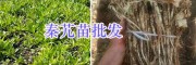 秦艽苗預(yù)定-秦艽苗種植技術(shù)指導(dǎo)/云南秦艽種植公司