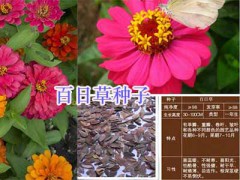 綠化工程花種銷售#綠化鮮花種子批發(fā)_云南園林綠化種子圖2