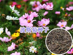 綠化工程花種銷售#綠化鮮花種子批發(fā)_云南園林綠化種子圖3