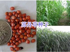 墨西哥玉米牧草-蕎麥種子象草甜高粱批發(fā)圖3