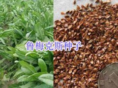 優(yōu)質(zhì)牧草紫花苜蓿、蕎麥種子批發(fā)，紫云英-蘇丹草圖3