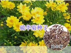 綠化鮮花草種子：波斯菊、雛菊#二月蘭、風(fēng)信子種球圖2