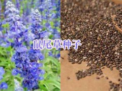 綠化鮮花草種子：波斯菊、雛菊#二月蘭、風(fēng)信子種球圖3