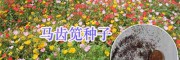 綠化花草種子天人菊、萬(wàn)壽菊&五彩石竹、勿忘我種子供應(yīng)