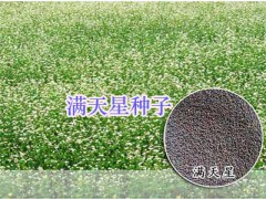 四川綠化小麗花、秀秋菊-薰衣草#野花組合種子-野菊花種子圖2