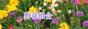 江蘇綠化工程野菊花/一串紅種子銷售-虞美人、郁金香種子