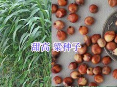 宿遷牧草種子批發(fā)-高產(chǎn)牧草種類-江蘇園林工程設(shè)計(jì)施工圖1