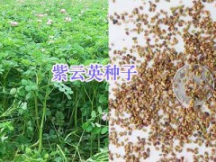 宿遷園林工程設(shè)計&綠化施工-牧草草坪供應(yīng),草花種子批發(fā)圖3