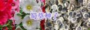 江蘇牧草種子價(jià)格、草坪種子批發(fā)_宿遷綠化花草種子