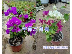 昆明三角梅基地-葉子花/三角花盆栽銷售15825265652圖1