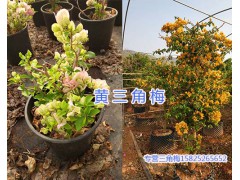 昆明三角梅基地-葉子花/三角花盆栽銷售15825265652圖2