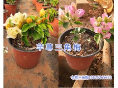 昆明三角梅基地-葉子花/三角花盆栽銷售15825265652圖3