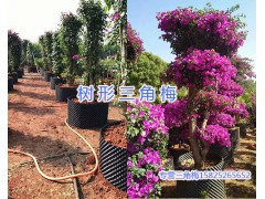 云南昆明三角梅（三角花、九重葛）基地-大小規(guī)格齊全圖2