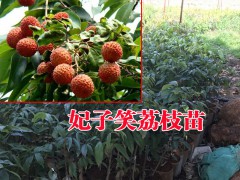 妃子笑荔枝苗木場(chǎng)#云南哪里有荔枝苗木賣(mài)#新2017.5.10荔枝苗木場(chǎng)報(bào)價(jià)圖2